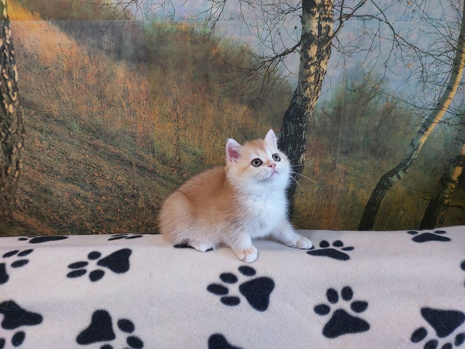 Золота шиншилла красуня