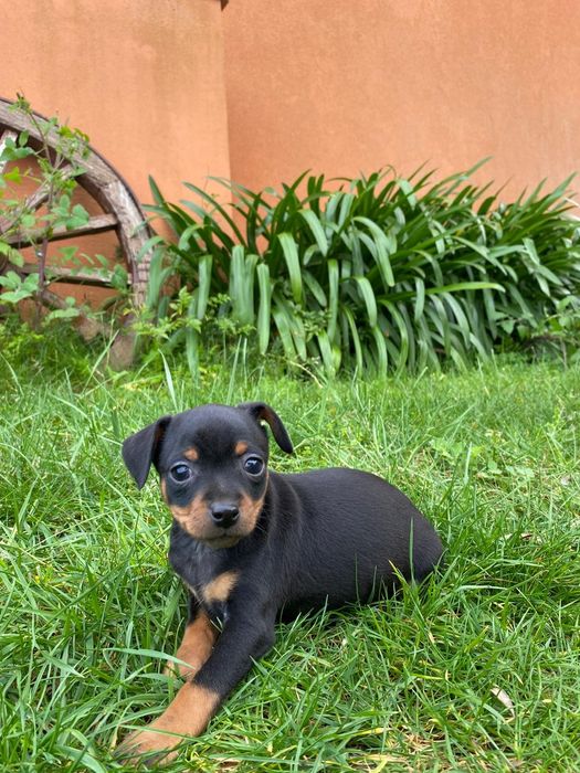 Pincher Fêmea puro pronto para entrega