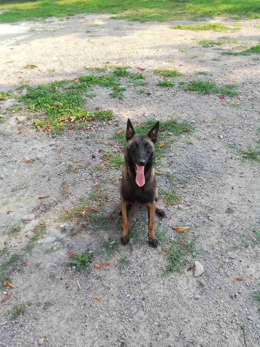 Бельгійська вівчарка Лора