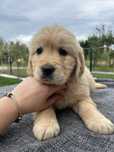 Golden retriever suczka zkwp fci po zdrowych rodzicach zlota
