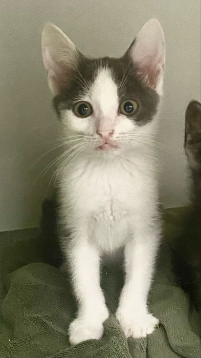 Котики, кошенята, кошенятко, киця в добрі руки