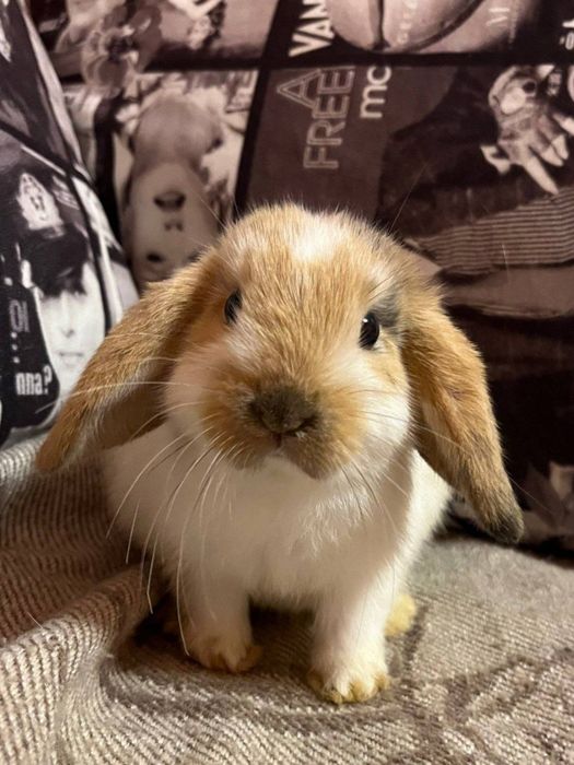 Карликові баранчики