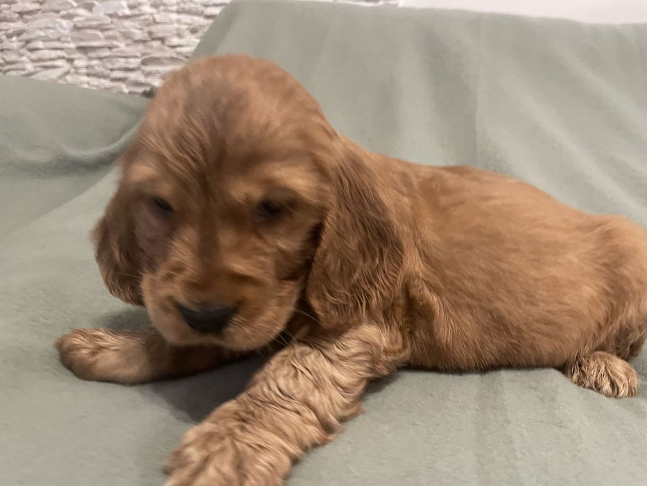 Cocker spaniel suczki