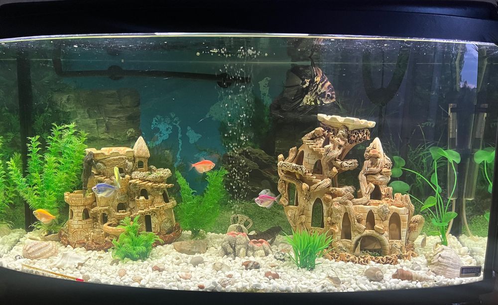 Акваріум природа на 200 літрів