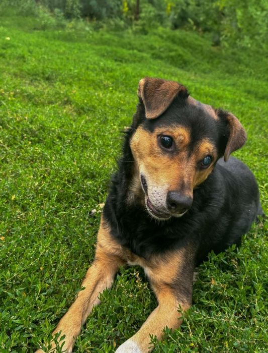 Kobiś szuka kochającego domku