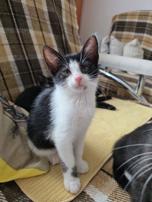 Oddam kotki w dobre ręce