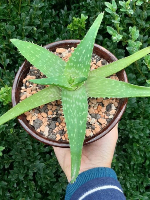 Алое суккулент лечебное алое вера