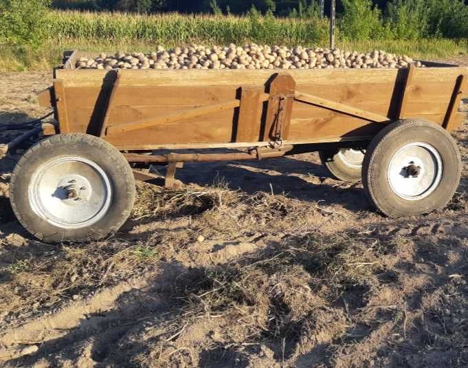 Ziemniaki jadalne małe i z wadami 0,30zł za kg. Dla bydła, danieli itp