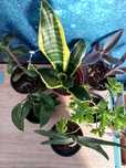Trzykrotka, hoya, sansewiera, gasteria, geranium