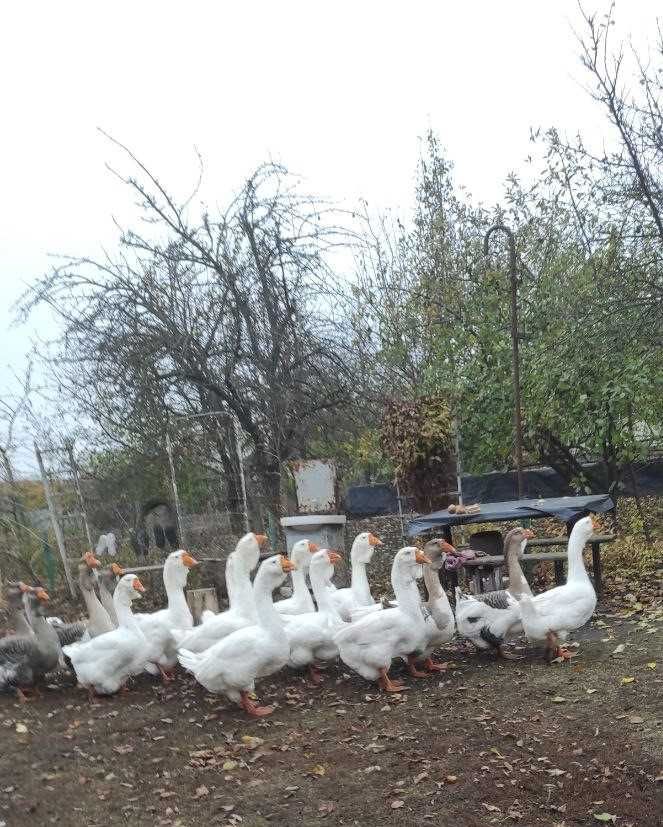 Продам гусей холмогорської породи.