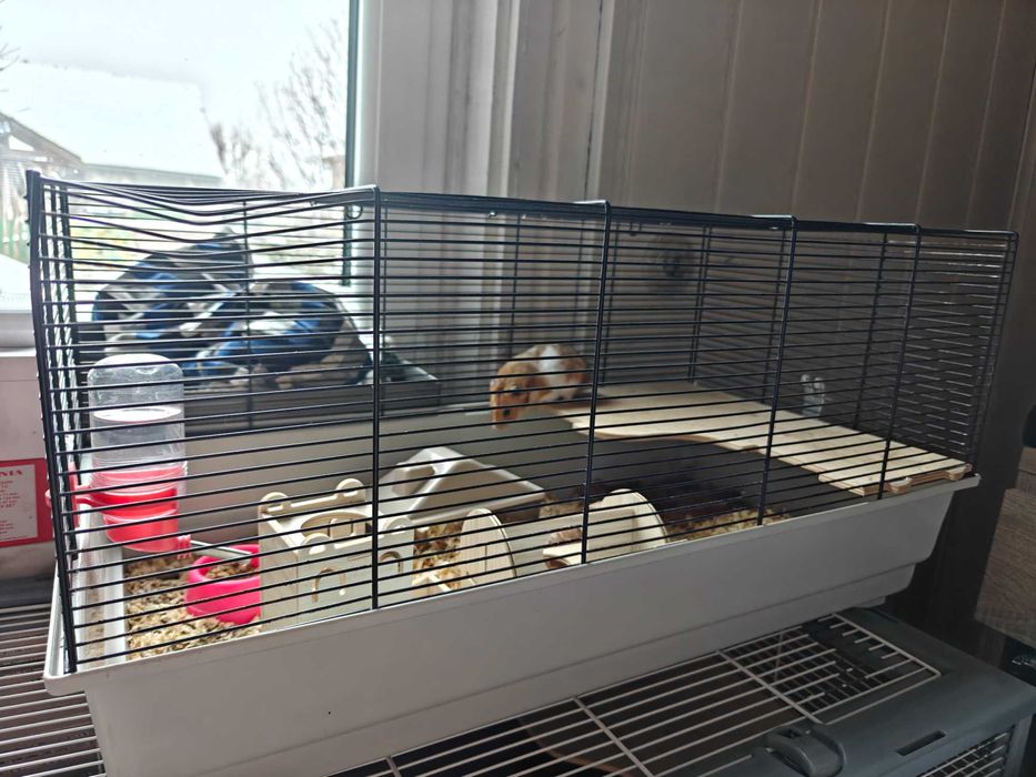 Chomik syryjski z klatką i wyposażeniem