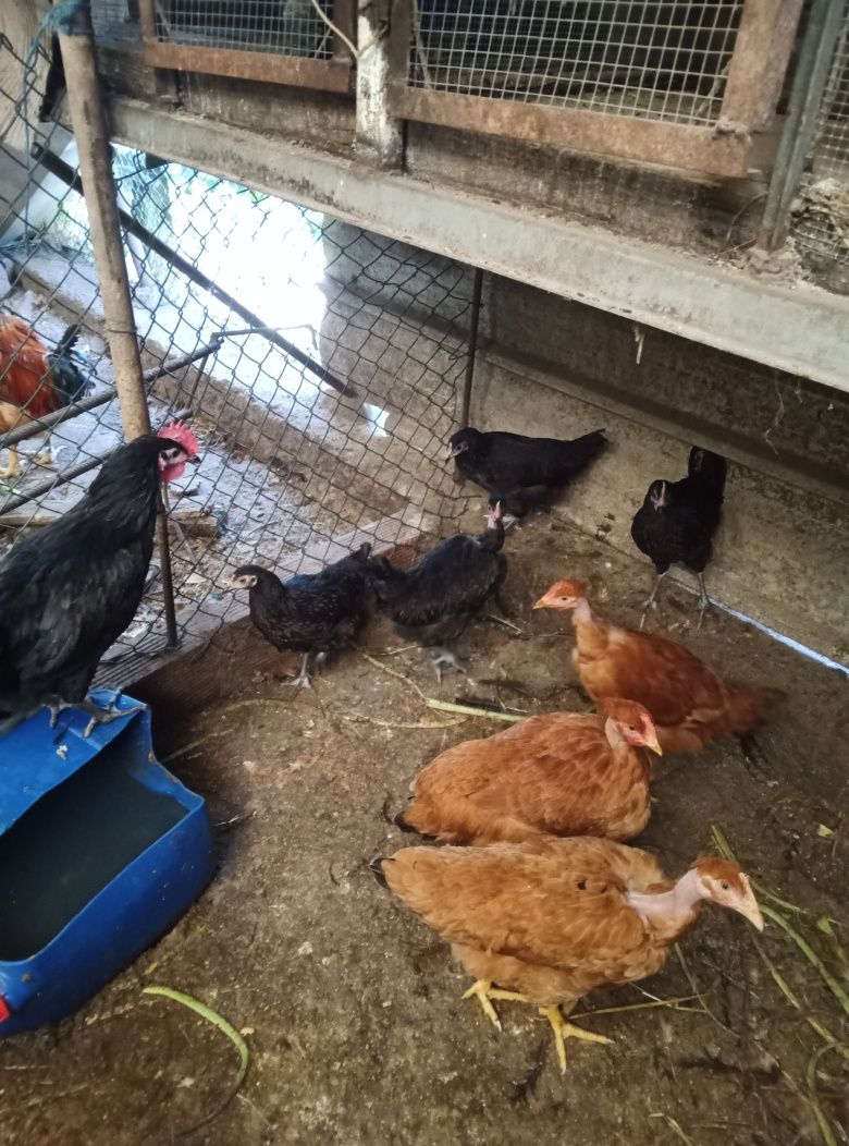 Vendo coelhos e galinhas