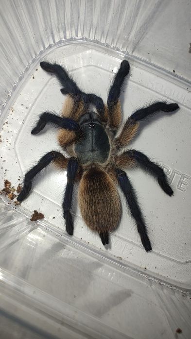 Monocentropus balfouri ptasznik pająk
