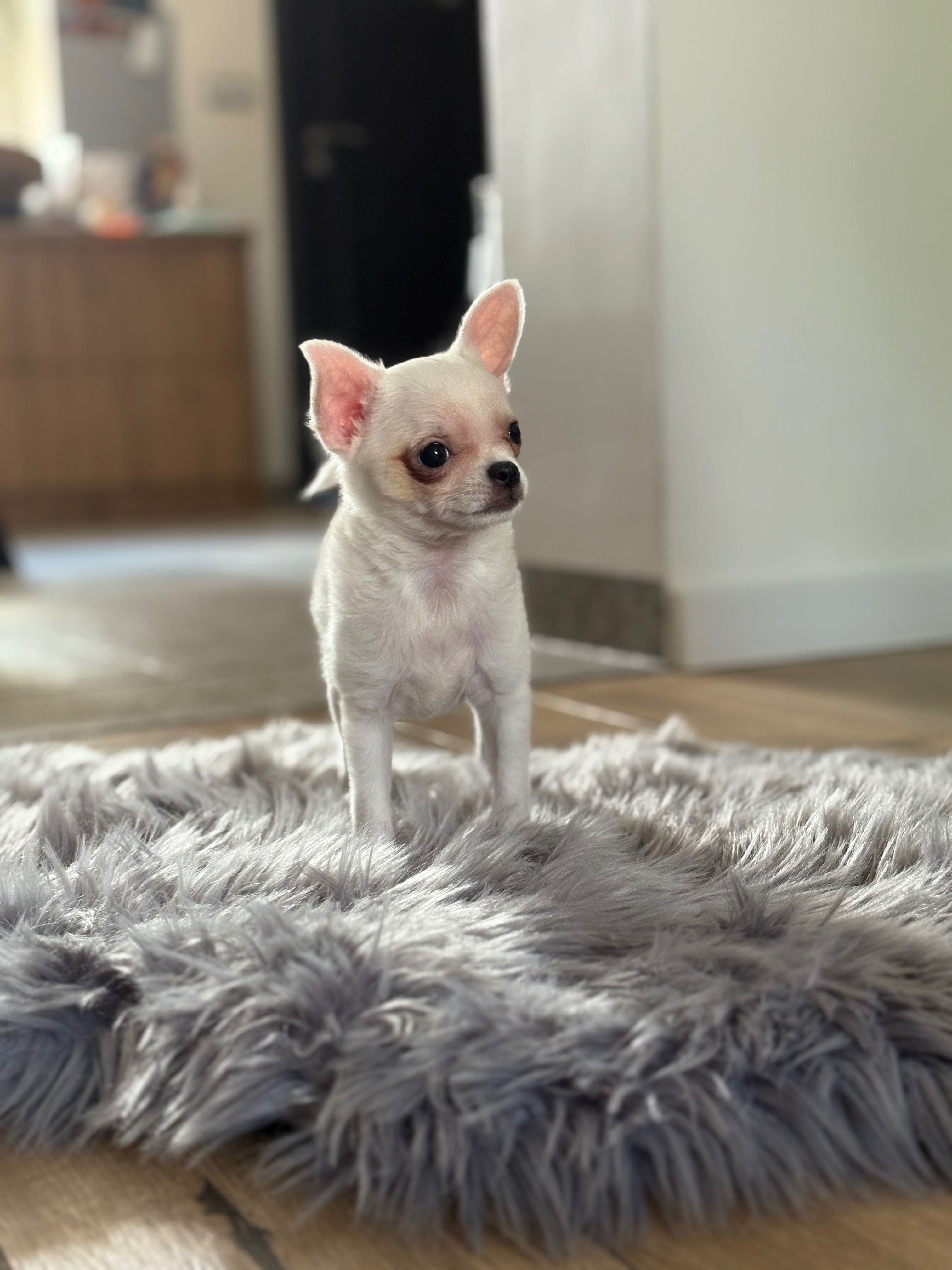 Chihuahua, chłopczyk
