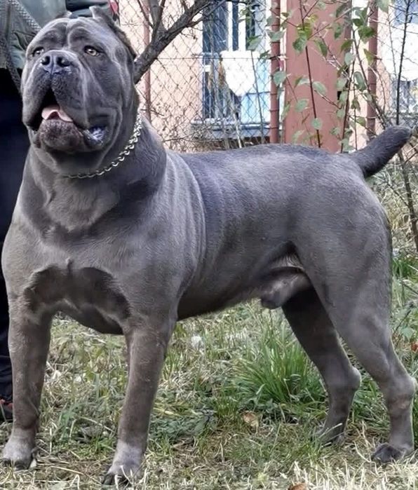 Cane corso- pies