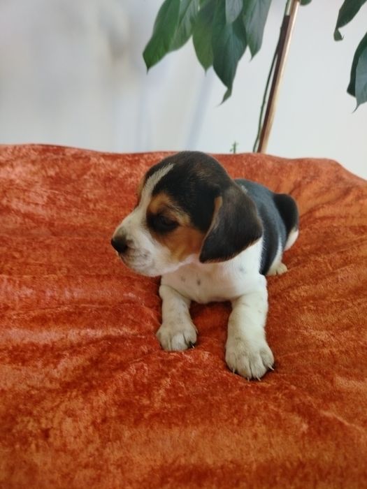 Beagle suczka ..