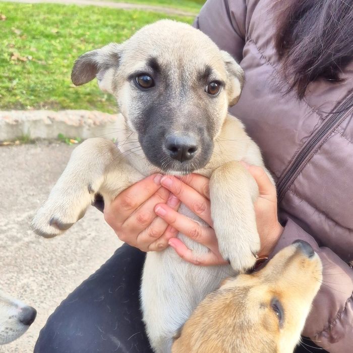 Цуцики в пошуках домівок!