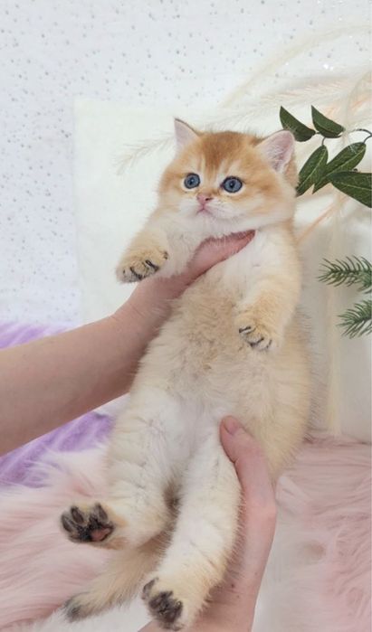 Ніжна дівчинка золота шиншила