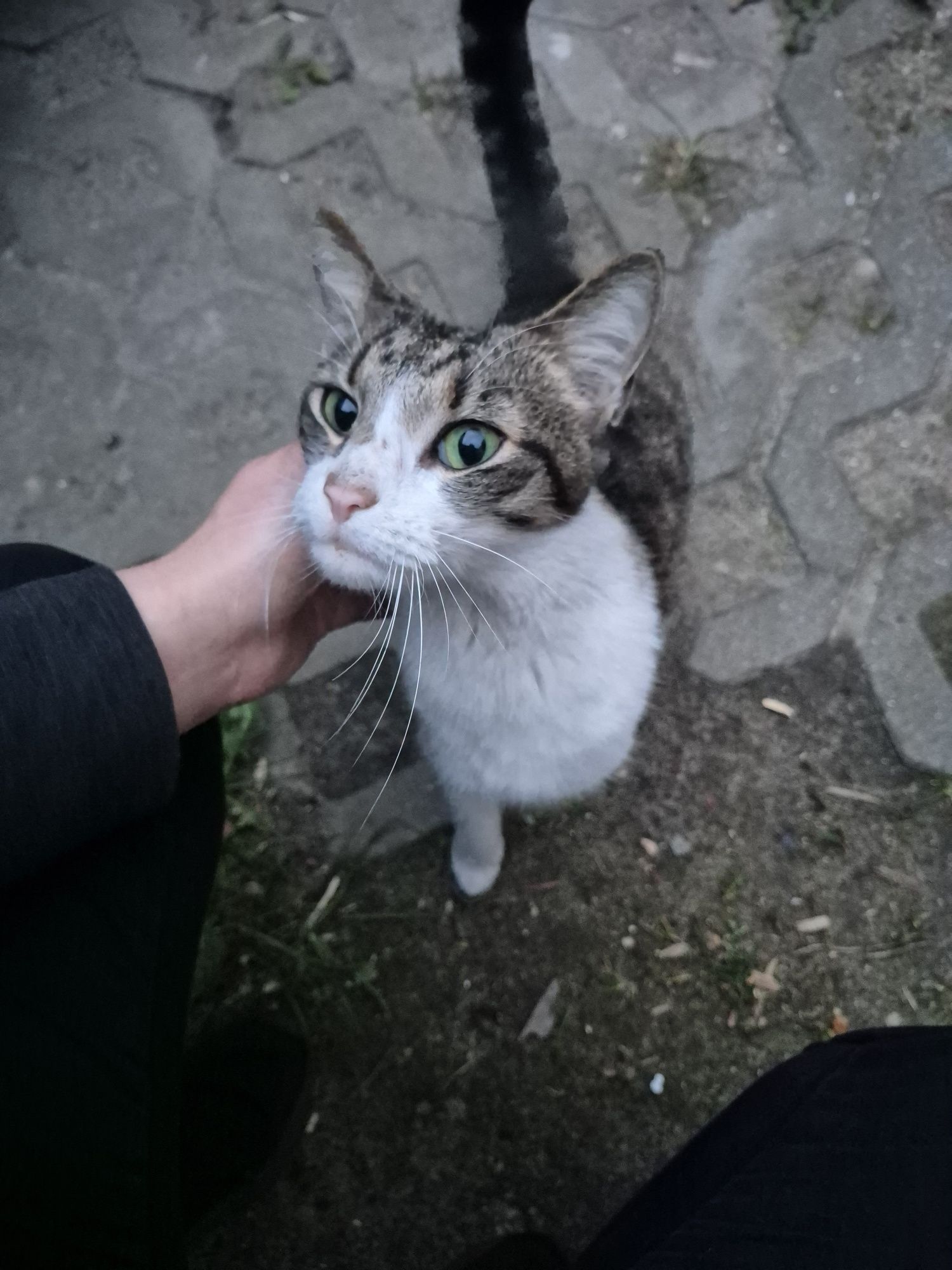 Młoda kotka do adopcji