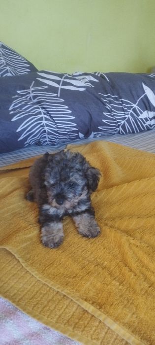 Pudelek toy wyjątkowy