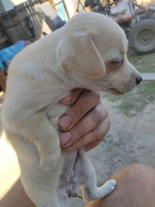 Цуценя безкоштовно