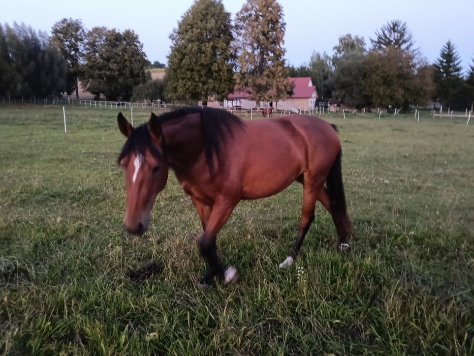 Klacz małopolska