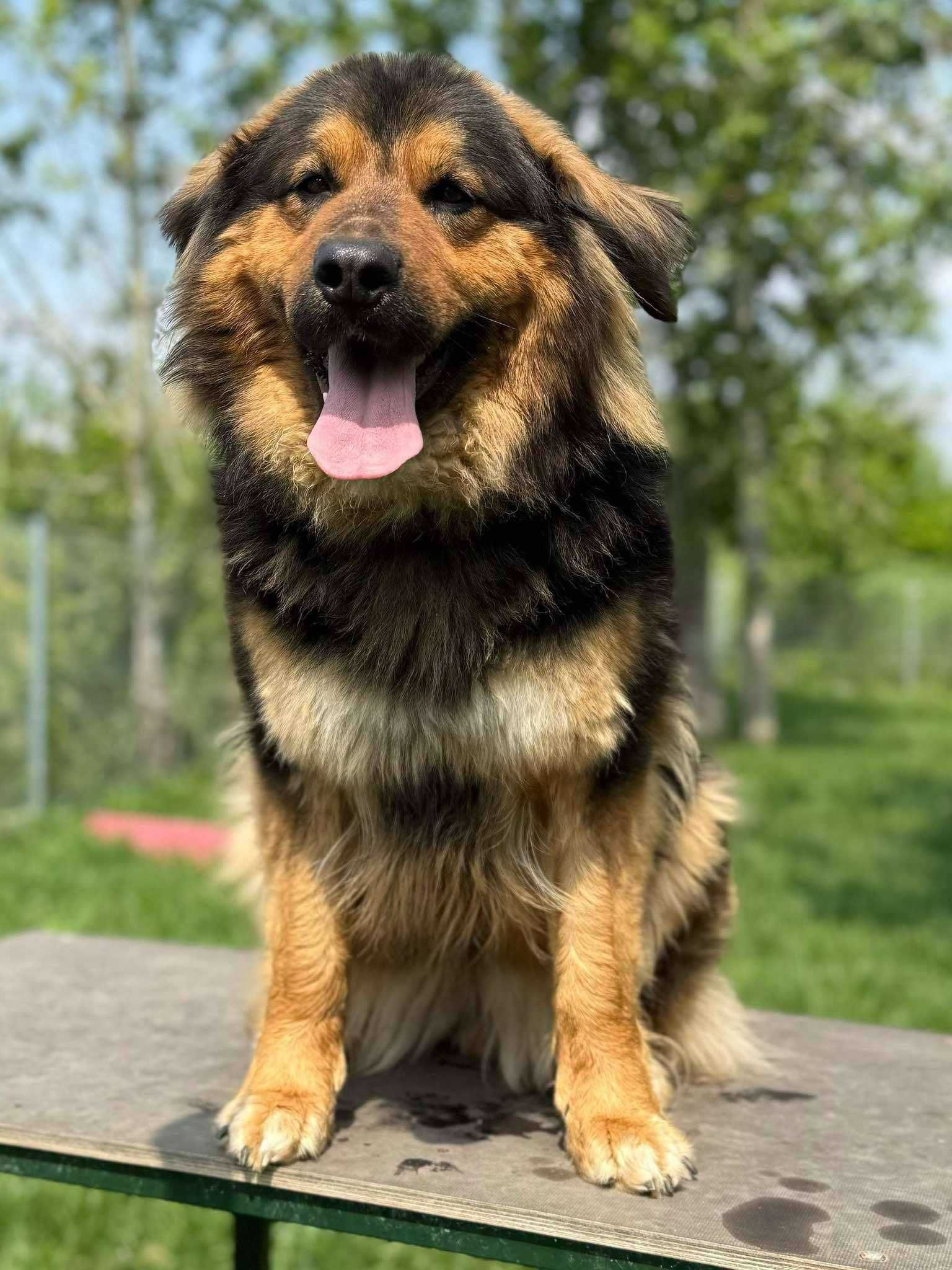 Arizona duża suczka młoda adopcja schronisko