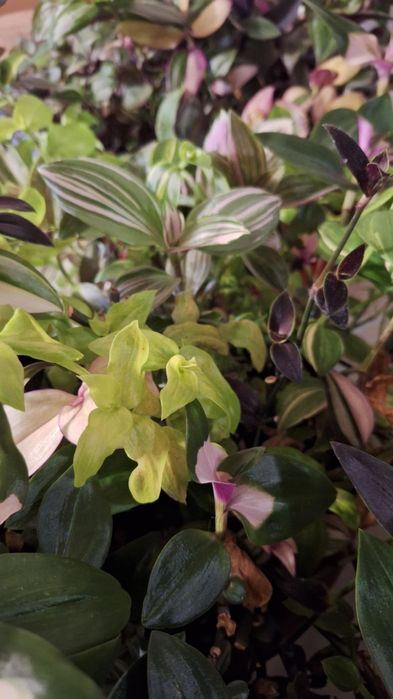 Monstera, syngonium, trzykrotki