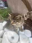 Koty do adopcji 3 kolory