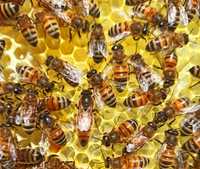 Matki pszczele przezimowane czerwiące Buckfast  "od ręki"