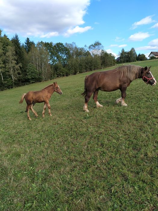 Koń kobyła klacz sztumska