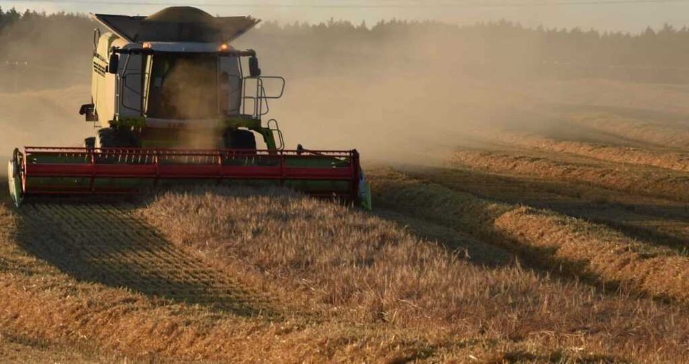 Zbiór zbóż koszenie młócenie omłot zboża rzepaku kukurydzy Transport