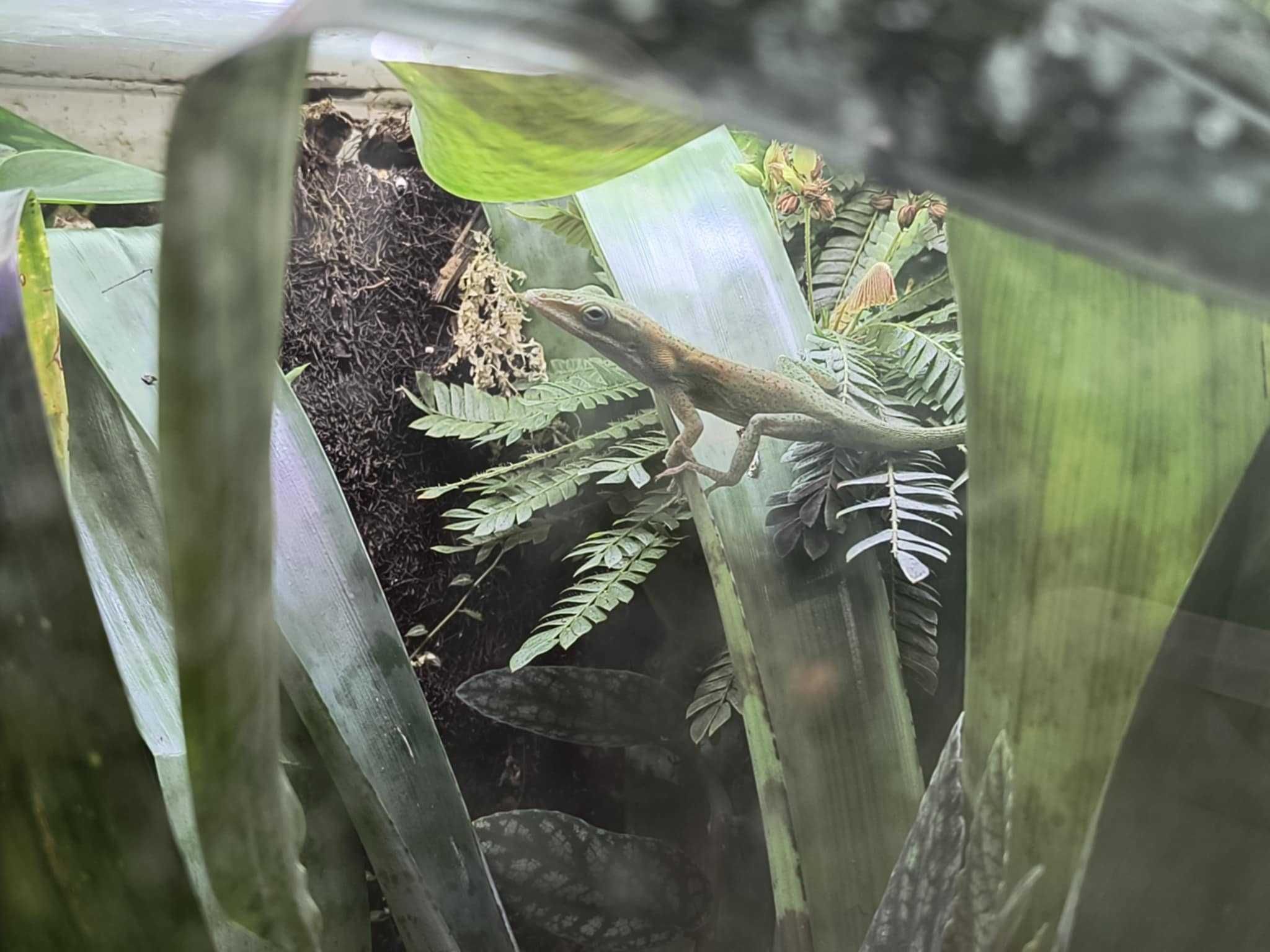 drzewołazy, gekony orzęsione, anolis