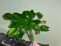 Anubias sprzedam lub zamienię