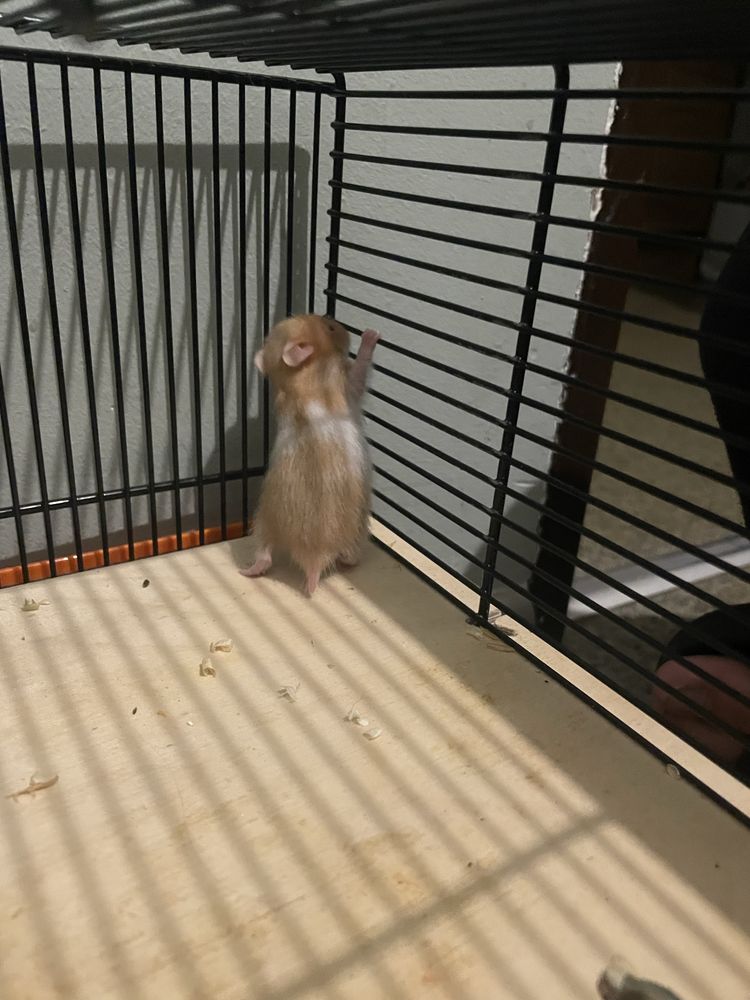 Chomiki syryjskie