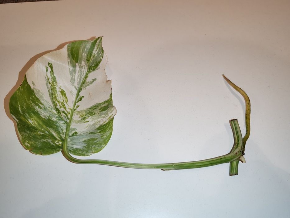 Monstera Deliciosa Variegata sadzonka