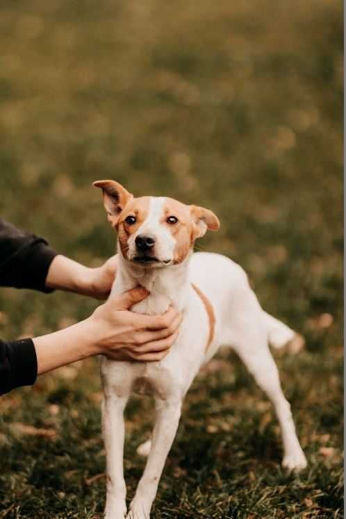 Diesel - uroczy psiak w typie Jack Russell Terriera szuka domu!!!