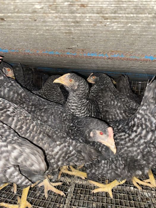 Кури породи Домінант 4,5 місяця перед заносом