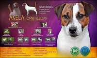 Jack Russell Terrier reproduktor FCI Fioletowa magia