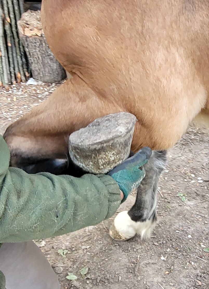 Klacz źrebica Polski koń zimnokrwisty księga główna