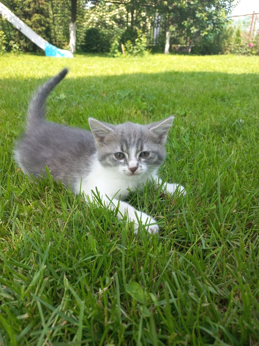 Котики кошеня киця