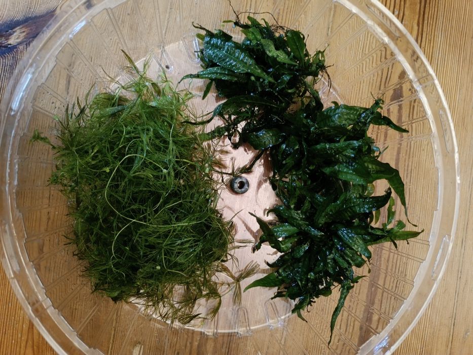 Microsorium i rogatek