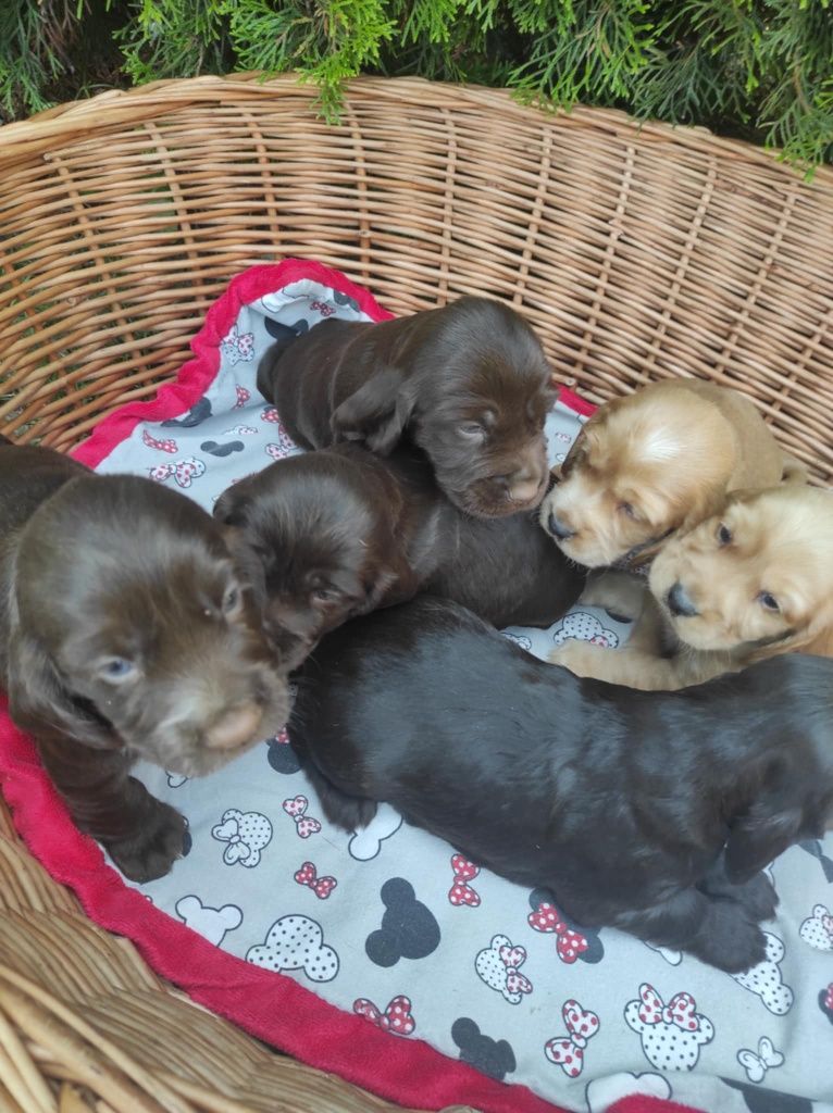Cocker spaniel suczka