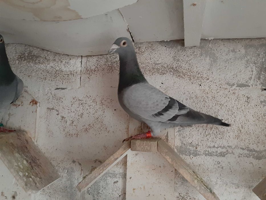 pombos correios reprodutores