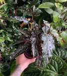 Бегонія Begonia maculata black forest