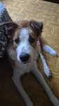 Sunia rasy Border Collie