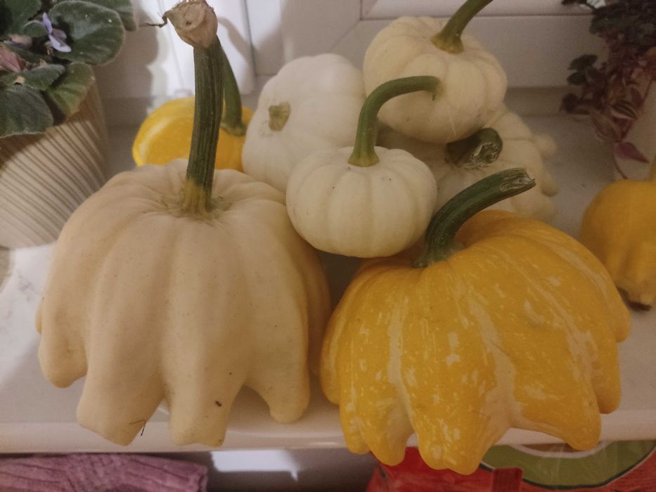 Dynia jadalna i ozdobna.