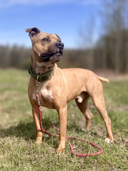 Piękny, wysportowy Pitbull Roki czeka na dom