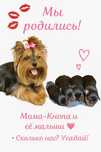 Щенки Йоркширского терьера