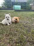 West white highland terrier piesek